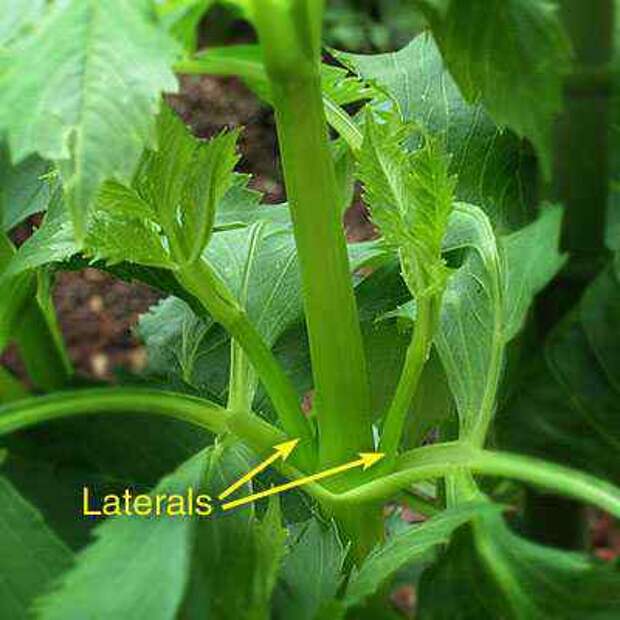 disbranching1 (400x400, 15Kb)