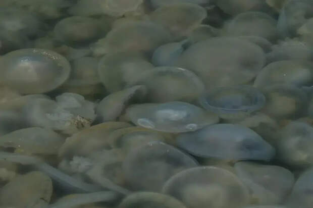 Медузы атакуют: Азовское море превратили в фабрику коллагена – скоро будем мазаться тем, что плавает у берега