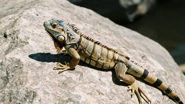 Дождь из рептилий: замерзшие игуаны падают на головы жителей Флориды