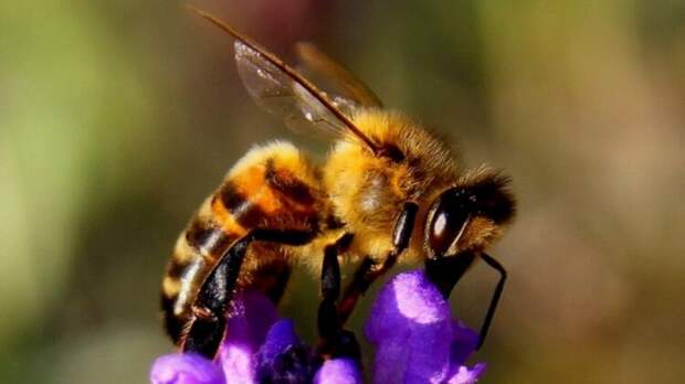 Биологи обучили пчел определять коронавирус по запаху