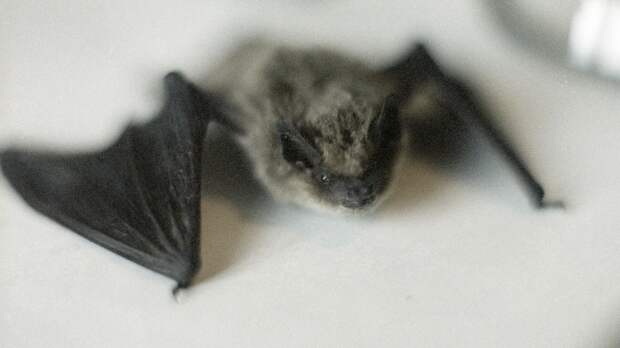В Москве проснулись летучие мыши