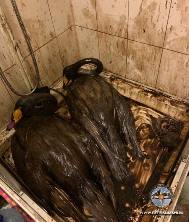 Петербуржцы спасают белых лебедей, попавших в мазут добро, животные, лебедь, мазут, помощь, птицы, спасение