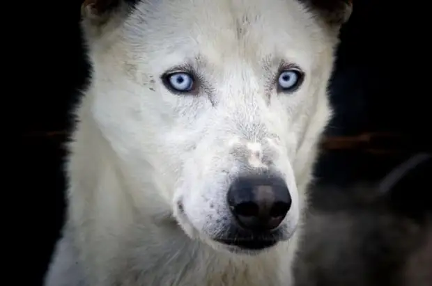 Plemeno husky (34 fotografií)