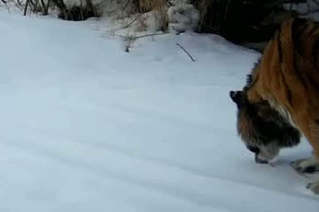 Елена поела снег в России и попала на видео