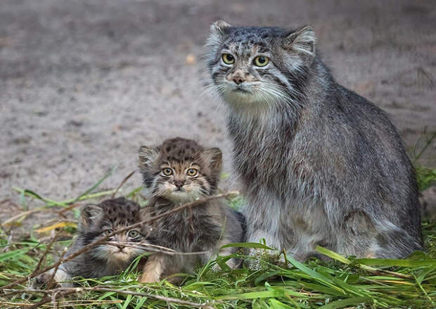 В Новосибирском зоопарке котенка манула назвали Снежинкой