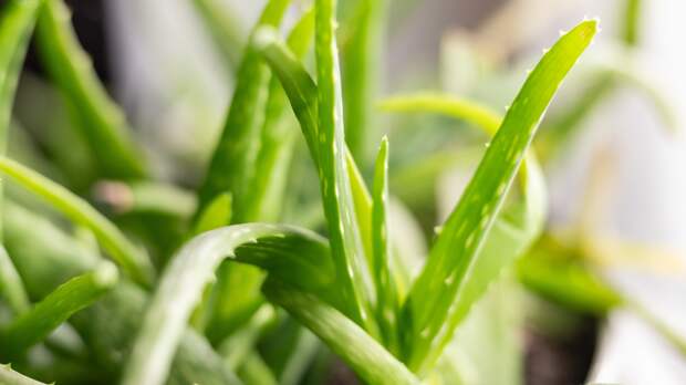 Ветеринар объяснила, какие растения представляют опасность для питомцев