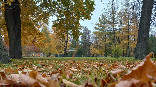 В Петербурге благоустроят Удельный парк