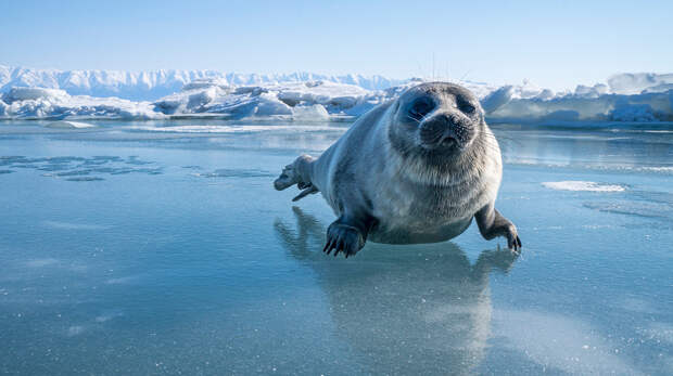 Байкальская нерпа: как живет эндемик самого глубокого озера в мире