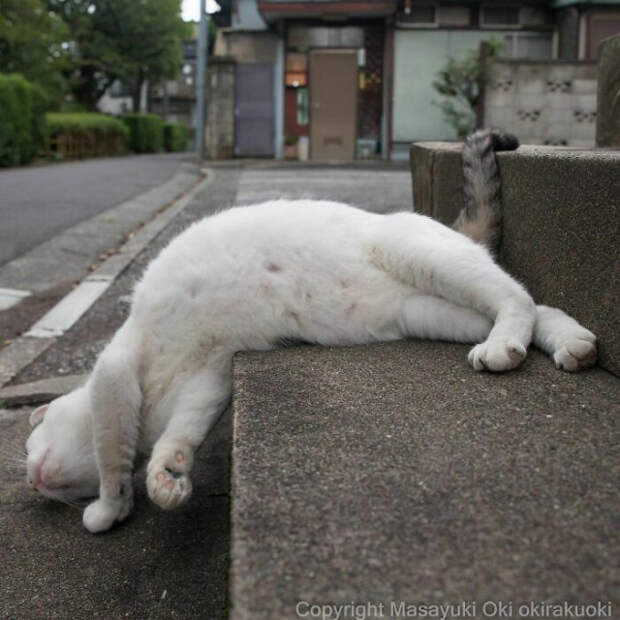 Уличные кошки Токио в фотографиях Масаюки Оки, от которых невозможно оторваться