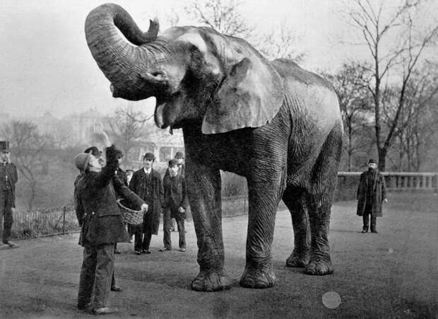 Слон-знаменитость и его смотритель Мэтью Скотт.