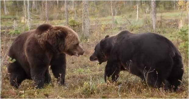 Схватка бурых медведей в лесах Финляндии в мире, видео, животные, медведь, схватка, территория, финляндия