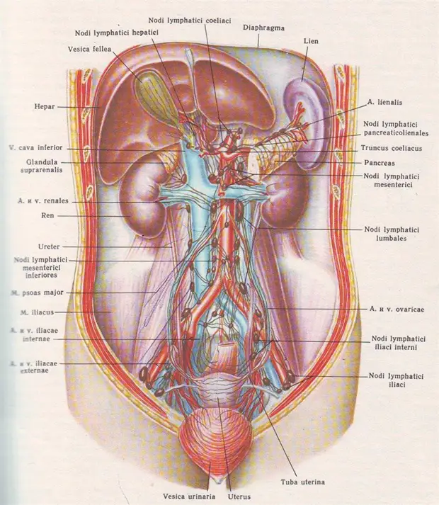 Главные женские органы. Строение женского таза с органами вид спереди. Лимфоузлы забрюшинного пространства схема. Лимфатические узлы забрюшинного пространства схема. Лимфоузлы брюшной полости схема расположения.