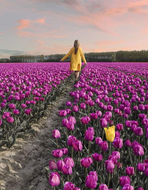 В Нидерландах расцвели 7 миллионов тюльпанов: необыкновенные кадры Тюльпаны, голландия, красиво, красивый вид, нидерланды, природа, фото, цветы