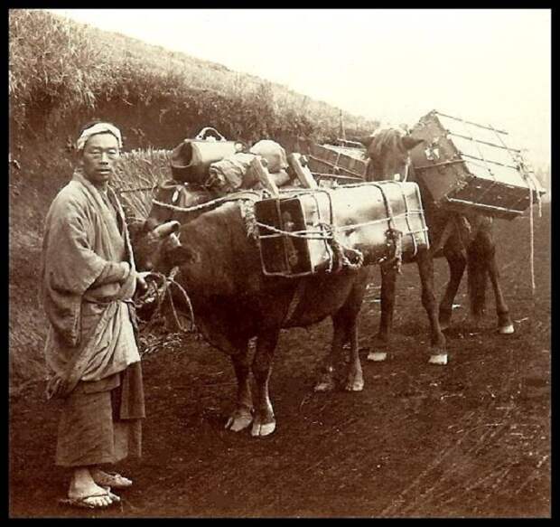 Для перевозки вещей и грузов использовали любых животных, 1900 год.