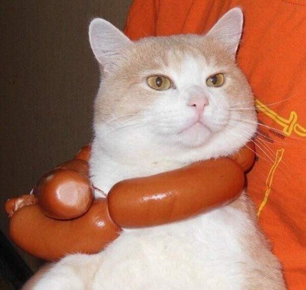 Субботний котопост коты, кошки, приколы с котами., смешные коты