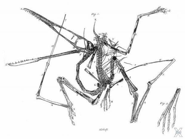 Гравюра оригинального образца Pteroda...