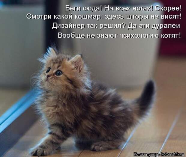 Лучшие котоматрицы недели (50 фото)
