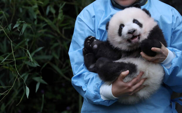 Трехмесячная панда