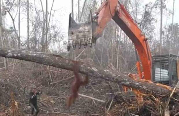 Но не смог удержаться и упал с поваленного дерева Борнео, дерево, животные, индонезия, история, лес, орангутан