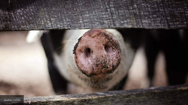 Голодные гигантские свиньи съели фермера в Польше