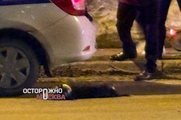 "Осторожно, Москва": питбуль укусил ребенка за лицо в Подмосковье