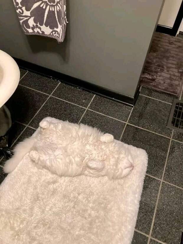 Найди кота Найди кота