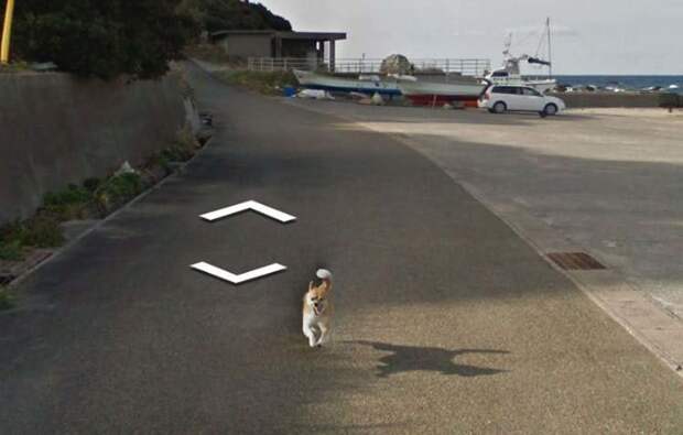 В Японии собака проследовала за автомобилем Google Street View, забавно «испортив» каждую сделанную им фотографию google street view, животные, кадр, собака, юмор