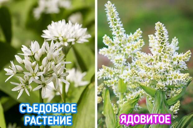 Небезобидные растения, которые лучше обходить стороной