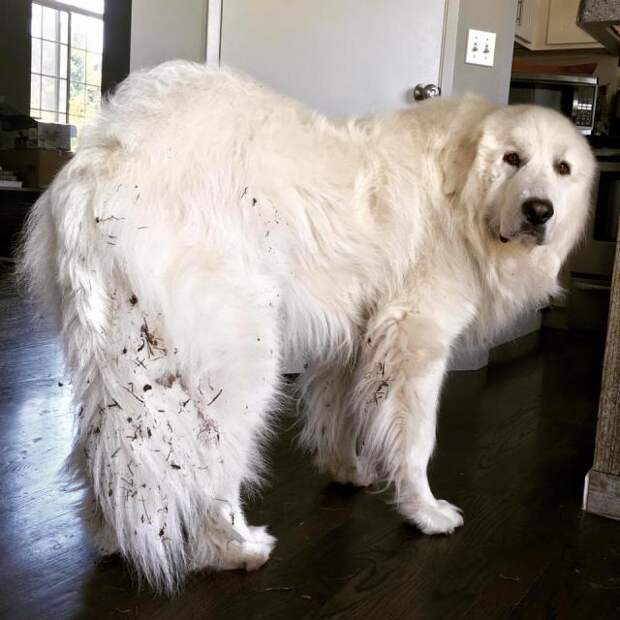 Great Pyrenees | It's Dog or Nothing