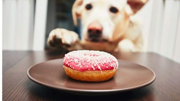 собака и пончик