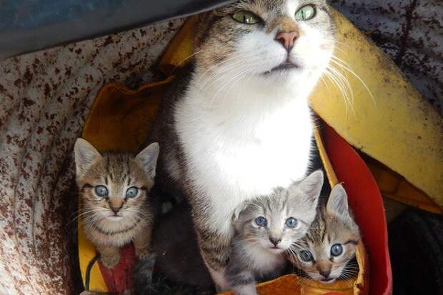 Домики для кошек могут появиться в подвалах жилых домов