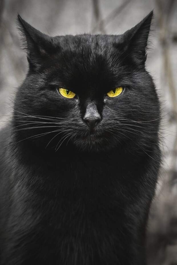 4. животные, кошка, портрет
