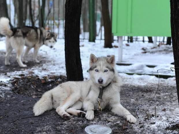 Ест через зонд, на голове шрамы после операций: фото мальчика из Сочи, лицо которого растерзали хаски