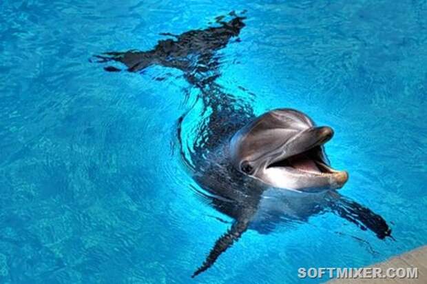 Udivitelnye-delfiny