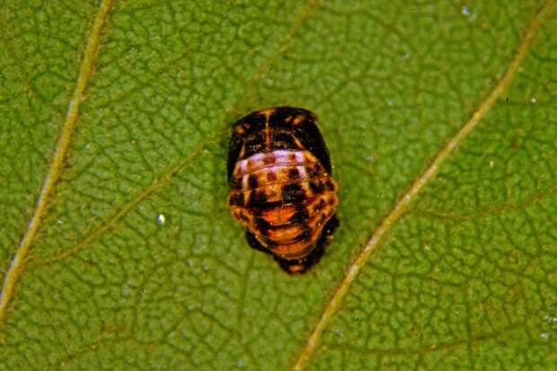 Суперхищники. Coccinellidae животные, факты