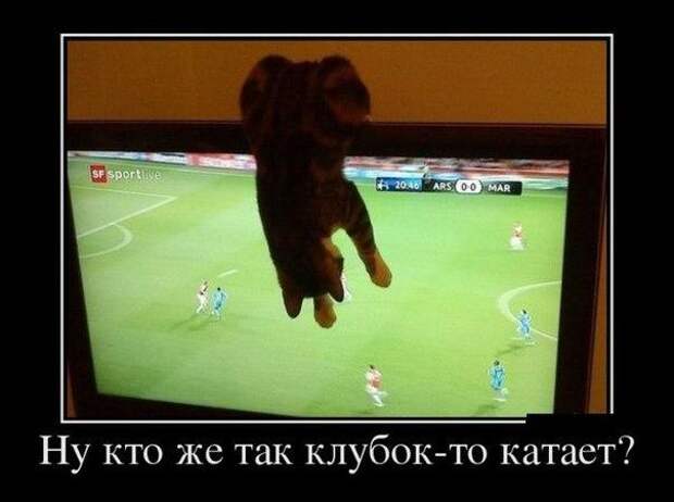 Приколы Приколы