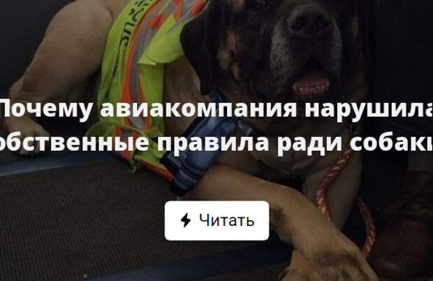 Три минуты ради собаки