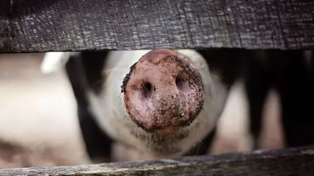 Нарушения по режиму ЧС из-за африканской чумы свиней выявили в Чите