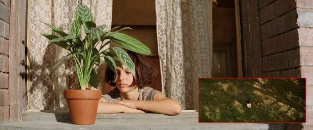 Источник: https://www.reddit.com/r/MovieDetails/comments/mzlaq5/in_leon_the_professional_1994_his_potted_plant_is/