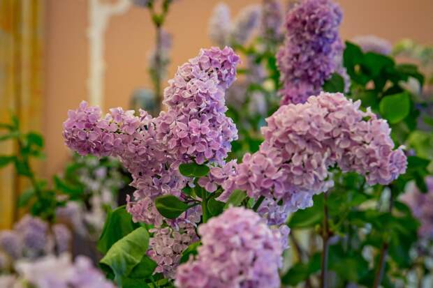 Цветущие кусты сирени и миндаля украсили гостинные музея «Царское Село»