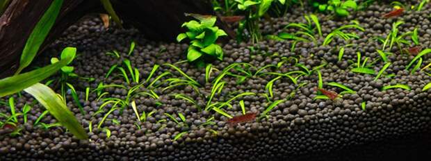 Питательный грунт для аквариумных растений: выбор, подготовка, укладка