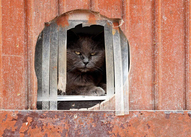 Кошка Калин не особо любит фотографироваться. Фото: Yves Herman. Кошка Калин не особо любит фотографироваться. Фото: Yves Herman.