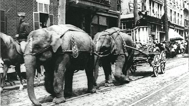 Парад слонов на бульваре Сен-Лоран, Монреаль, Канада. около 1910 года. Весь Мир в объективе, ретро, старые фото