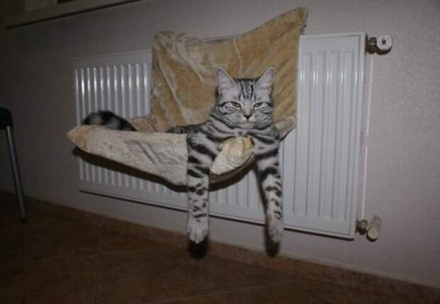 Мерзлявые коты коты, тепло, фото