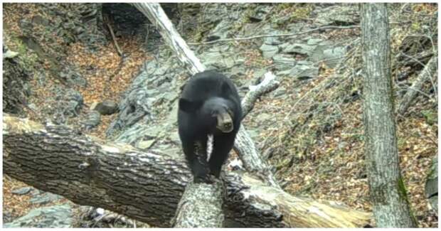 Медведь в национальном парке настроил фотоловушку, а затем гордо прошелся перед её объективом видео, животные, медведь, национальный парк, прикол, фотоловушка, юмор