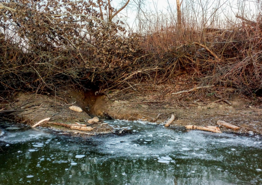 Бобровая нора.jpg