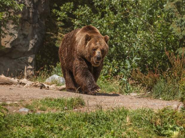 Медведь напал на дачницу на Сахалине, но ее спас воинственный сосед с лопатой