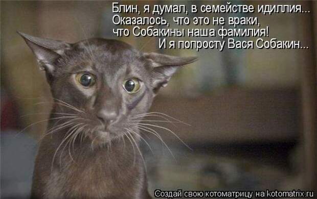 Лучшие котоматрицы недели (50 фото)