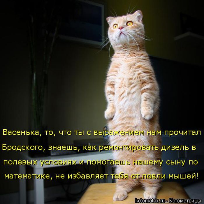 Лучшие котоматрицы недели (50 фото)