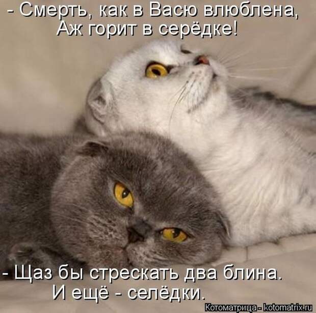 Лучшие котоматрицы недели (50 фото)